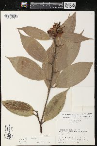 Cavendishia pubescens image