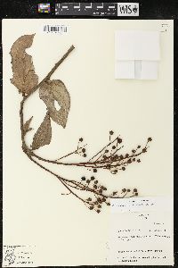 Image of Cavendishia martii
