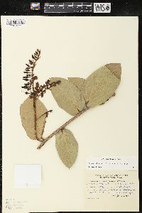 Cavendishia martii image