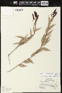 Image of Cavendishia melastomoides