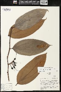 Image of Cavendishia tarapotana