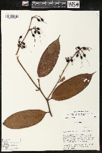 Cavendishia tarapotana image