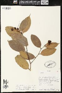 Cavendishia tarapotana image