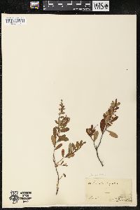 Chamaedaphne calyculata image