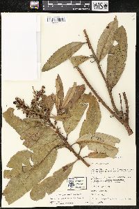 Image of Comarostaphylis longifolia