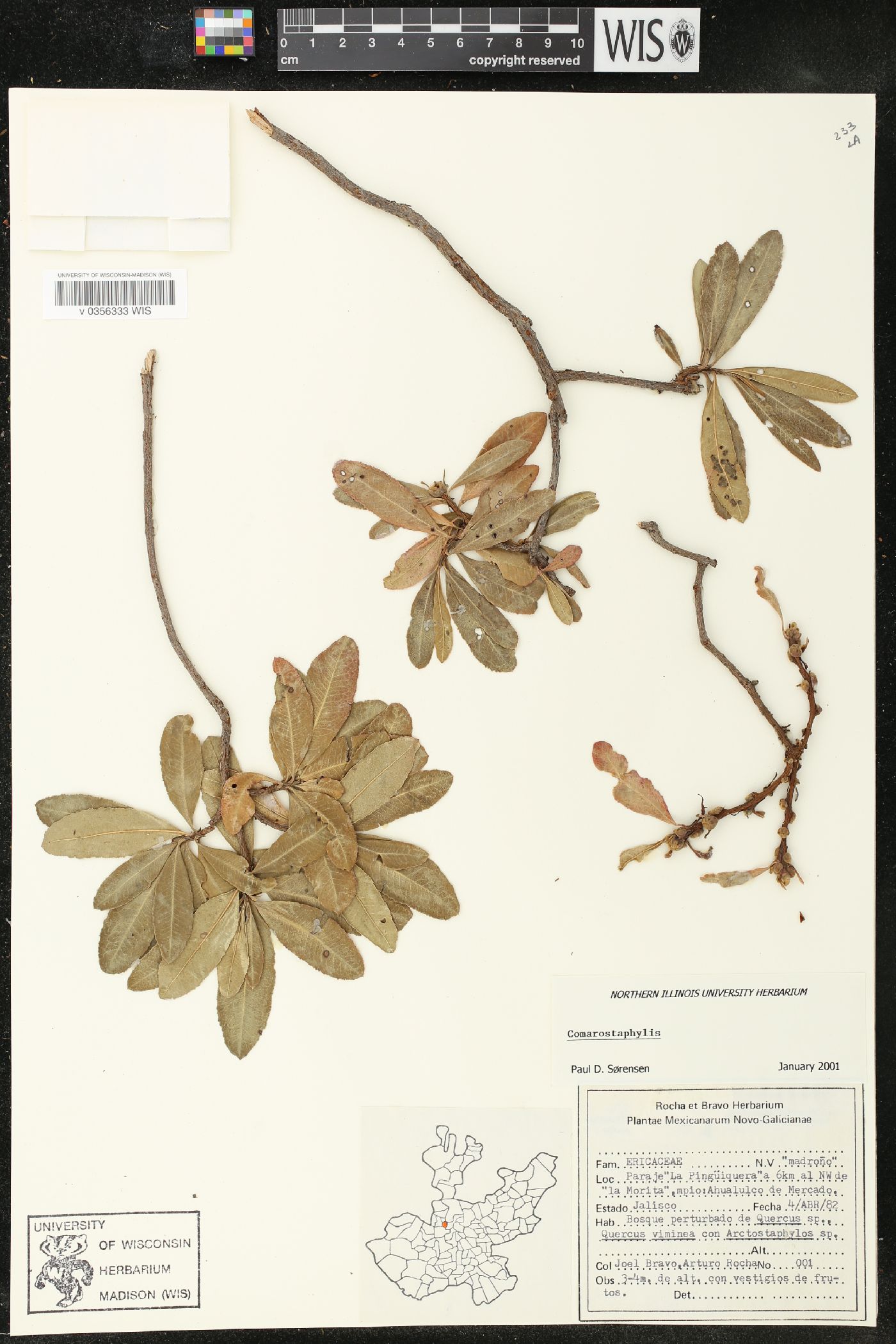 Comarostaphylis image