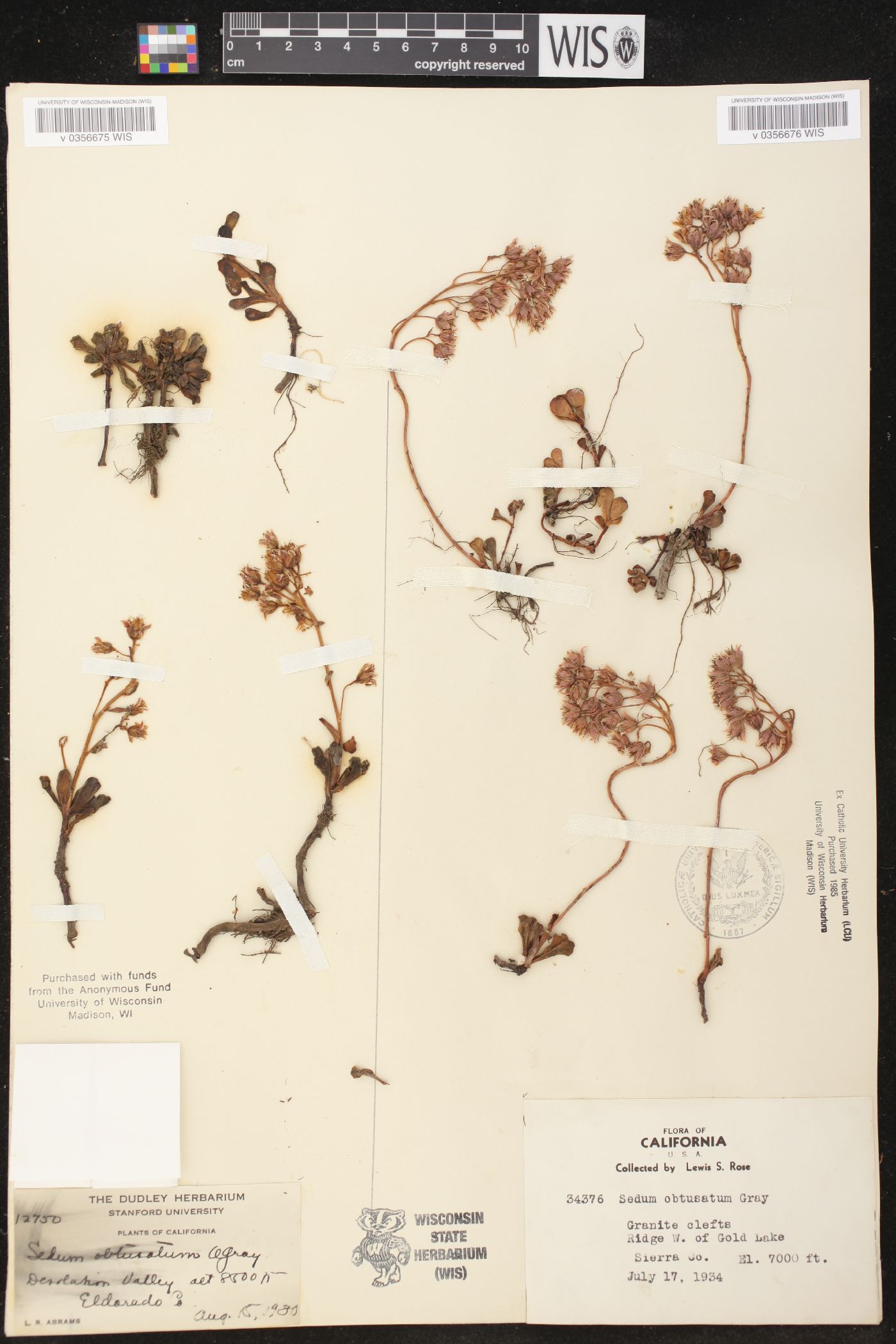 Sedum obtusatum image