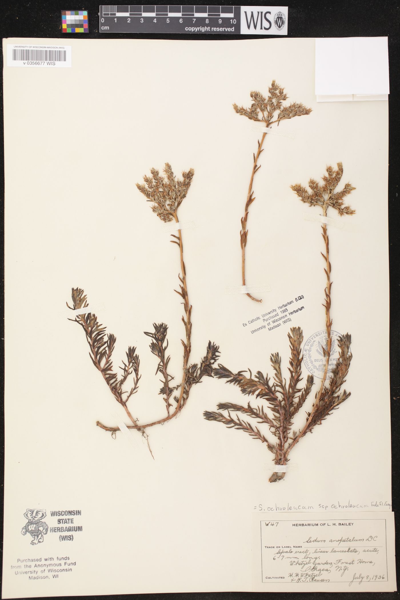 Sedum ochroleucum image