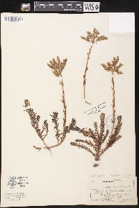 Sedum ochroleucum image