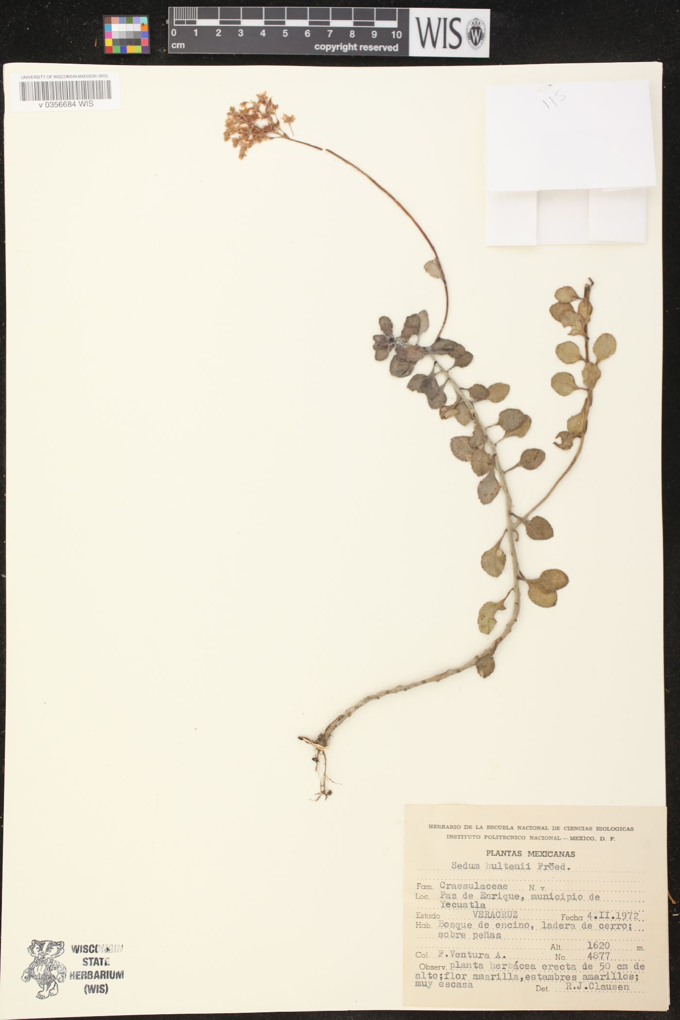 Sedum hultenii image