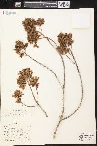 Sedum dendroideum image