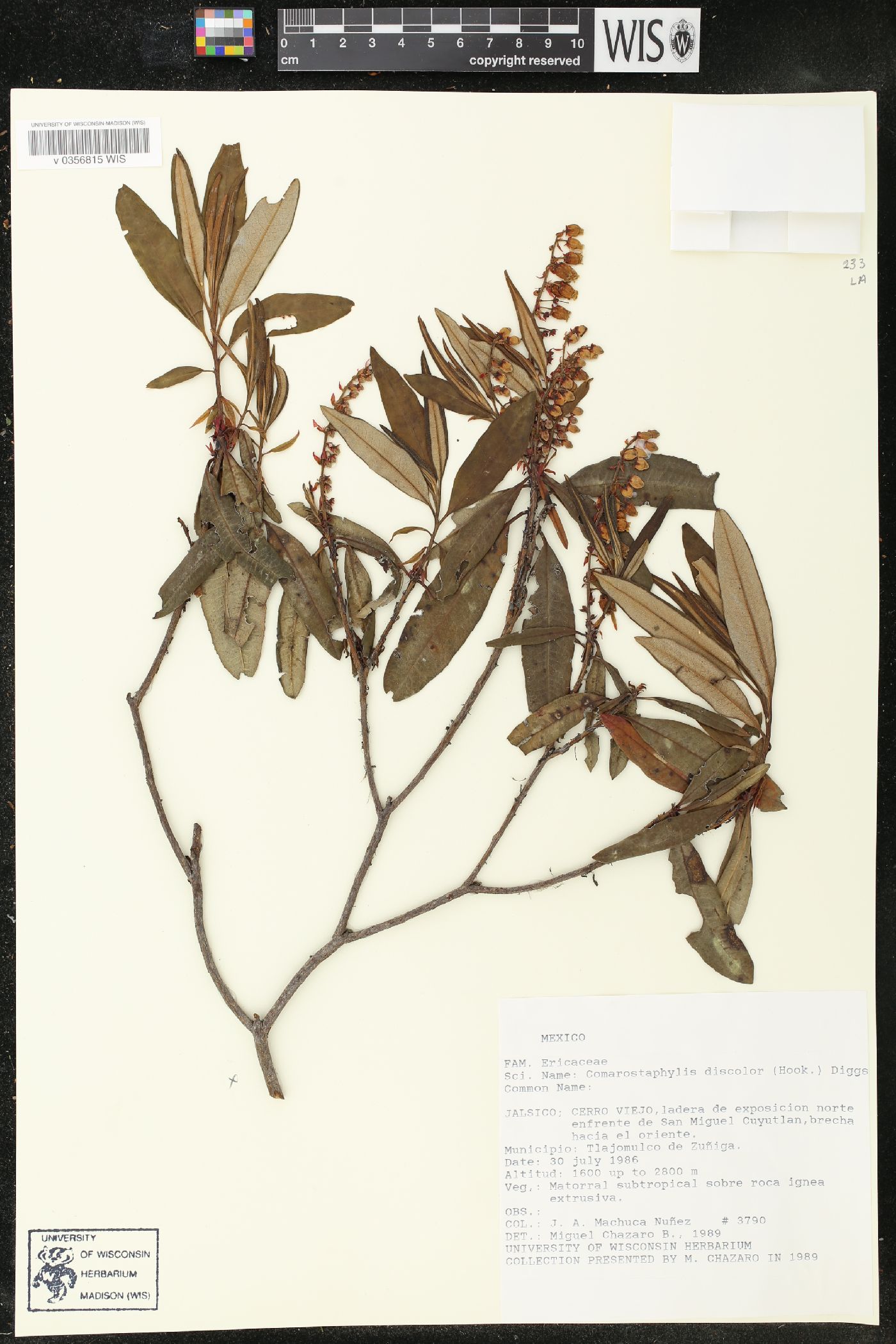 Comarostaphylis discolor image