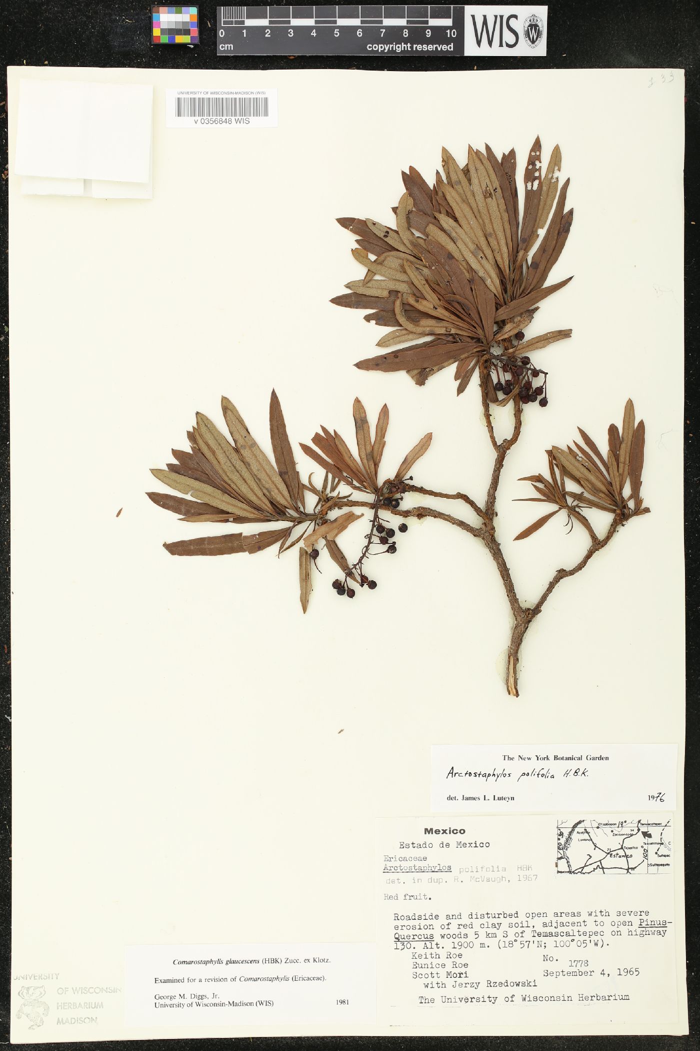 Comarostaphylis image