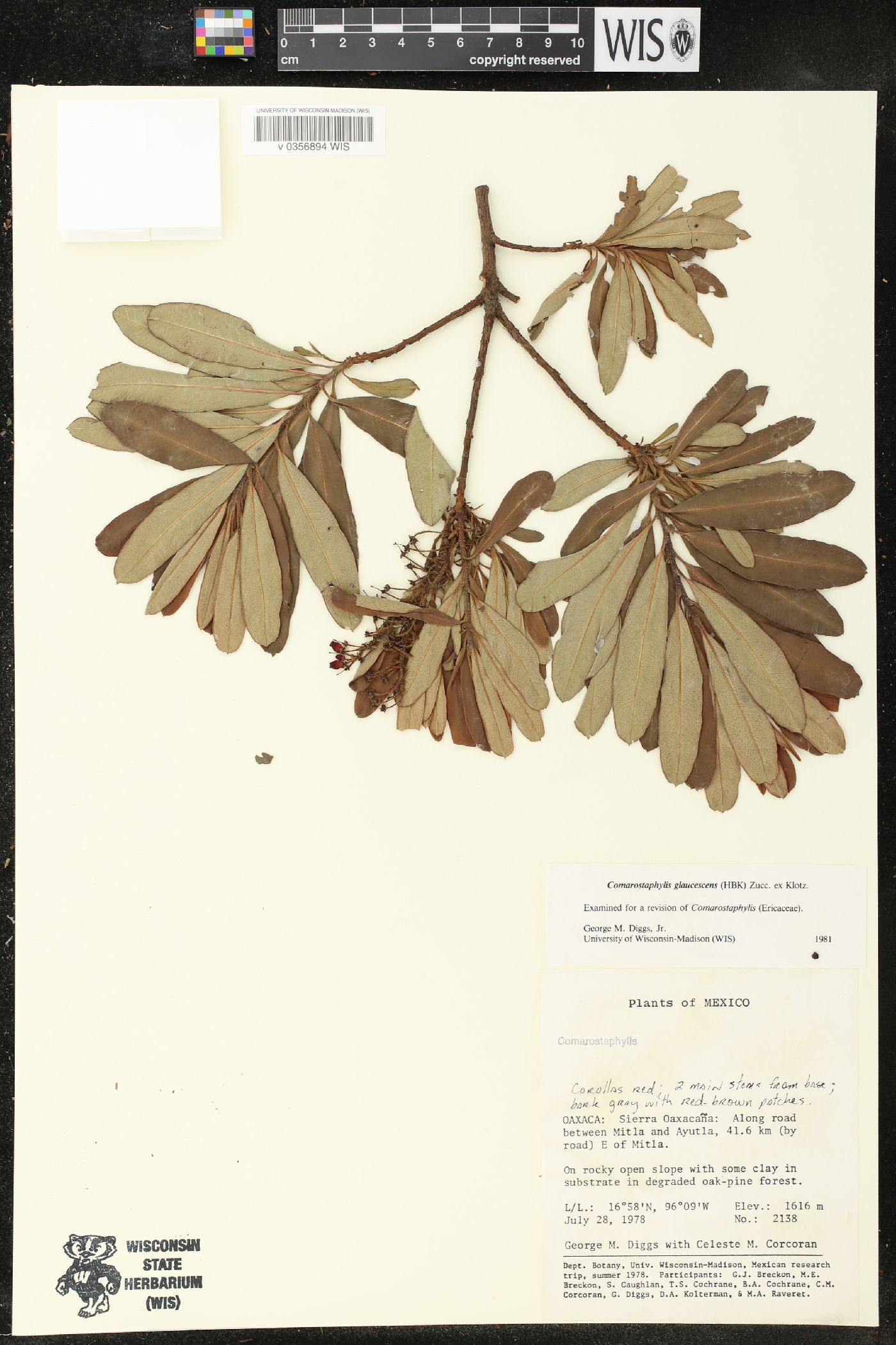 Comarostaphylis glaucescens image