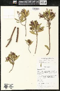 Comarostaphylis polifolia image