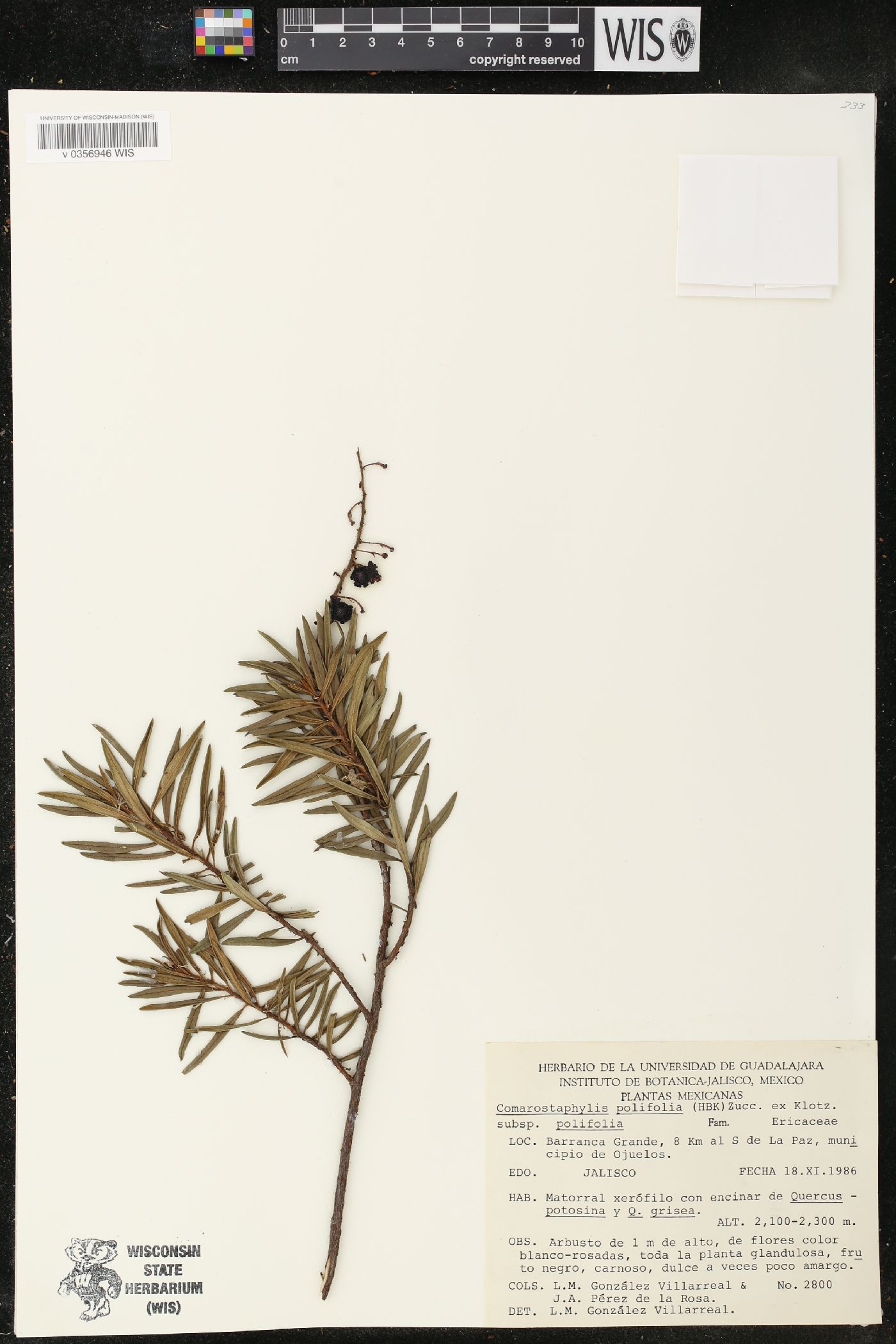 Comarostaphylis polifolia image