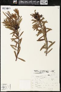 Comarostaphylis polifolia image