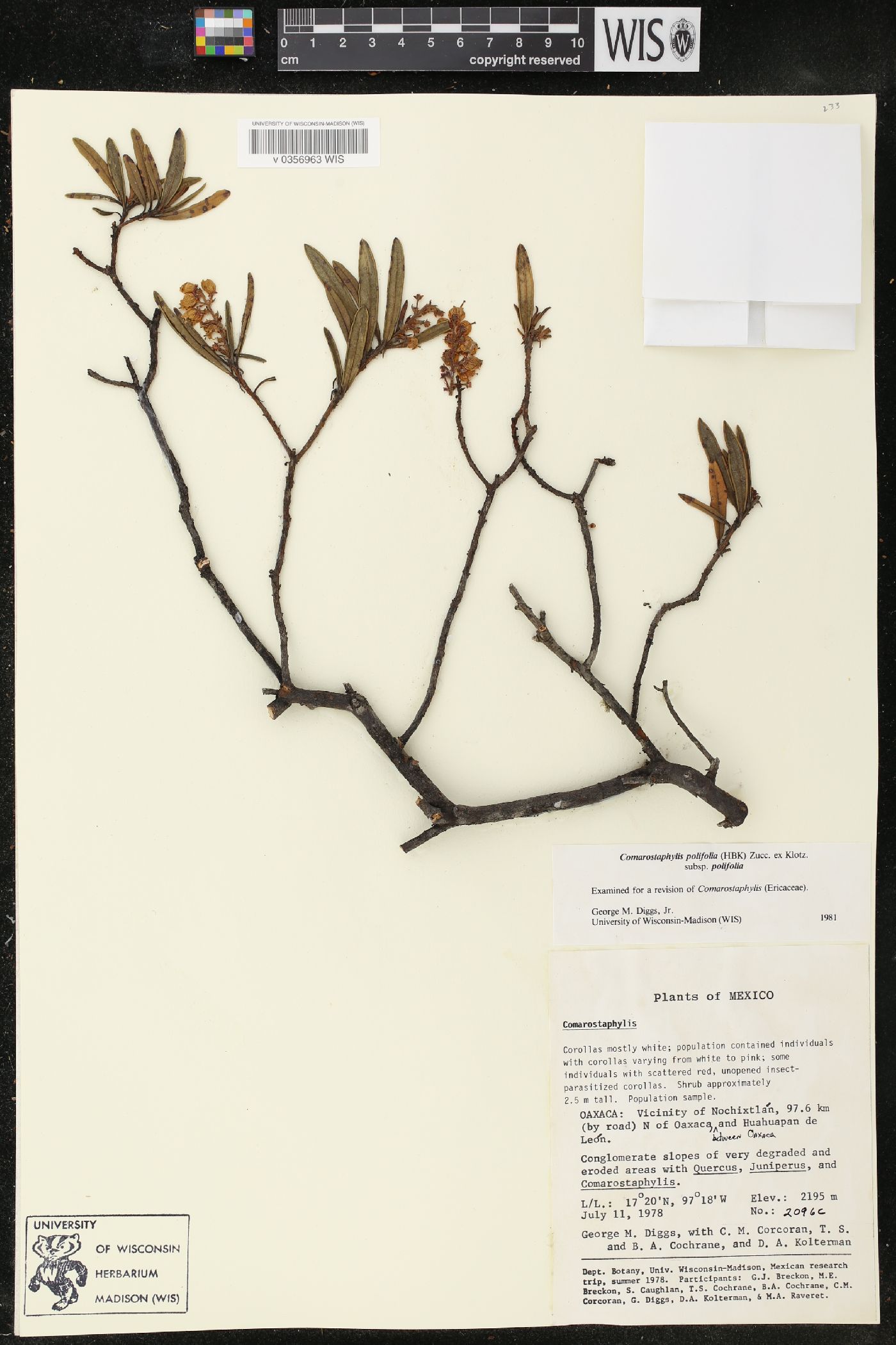 Comarostaphylis polifolia image