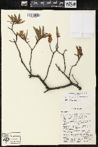 Comarostaphylis polifolia image