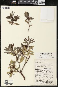 Comarostaphylis polifolia subsp. minor image