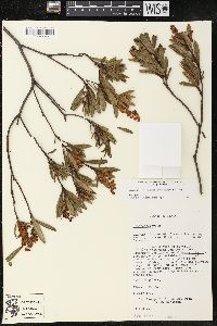 Comarostaphylis polifolia image