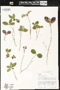 Gaultheria procumbens image