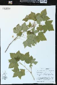 Ribes hudsonianum image