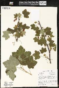 Ribes rubrum image