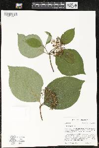 Cornus rugosa image