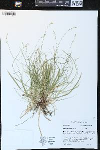 Carex disperma image