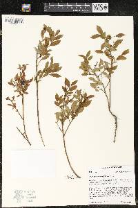 Vaccinium angustifolium image