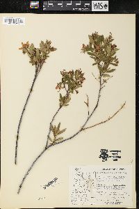 Cladothamnus pyroliflorus image