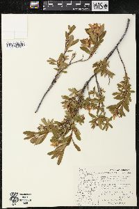 Cladothamnus pyroliflorus image