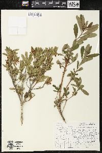 Cladothamnus pyroliflorus image