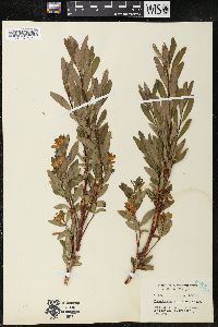 Cladothamnus pyroliflorus image