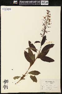 Elliottia racemosa image