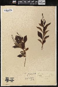Image of Elliottia paniculata