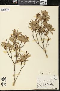 Elliottia paniculata image