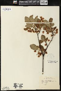 Enkianthus campanulatus image