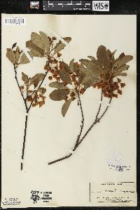 Enkianthus campanulatus image