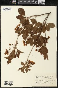 Enkianthus campanulatus image