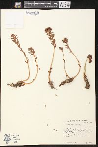 Sedum polygamum image