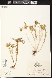 Sedum pulchellum image