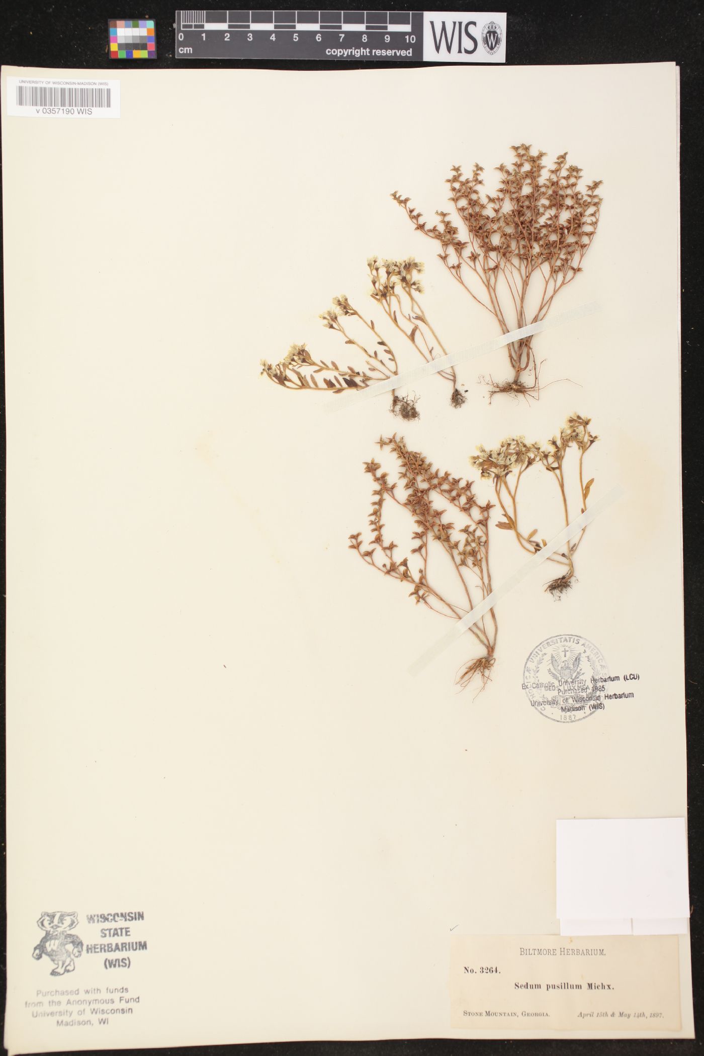 Sedum pusillum image