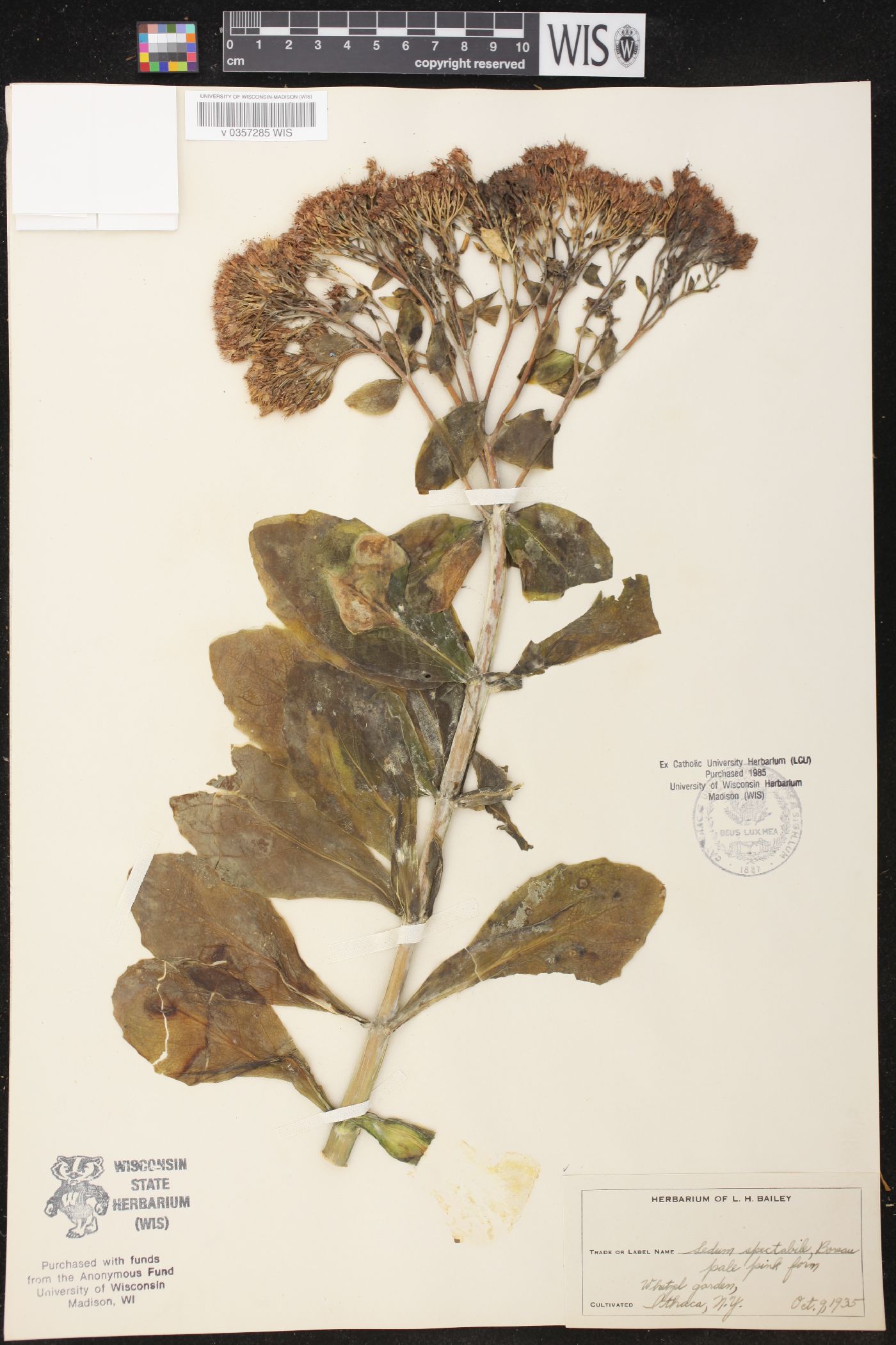 Sedum spectabile image