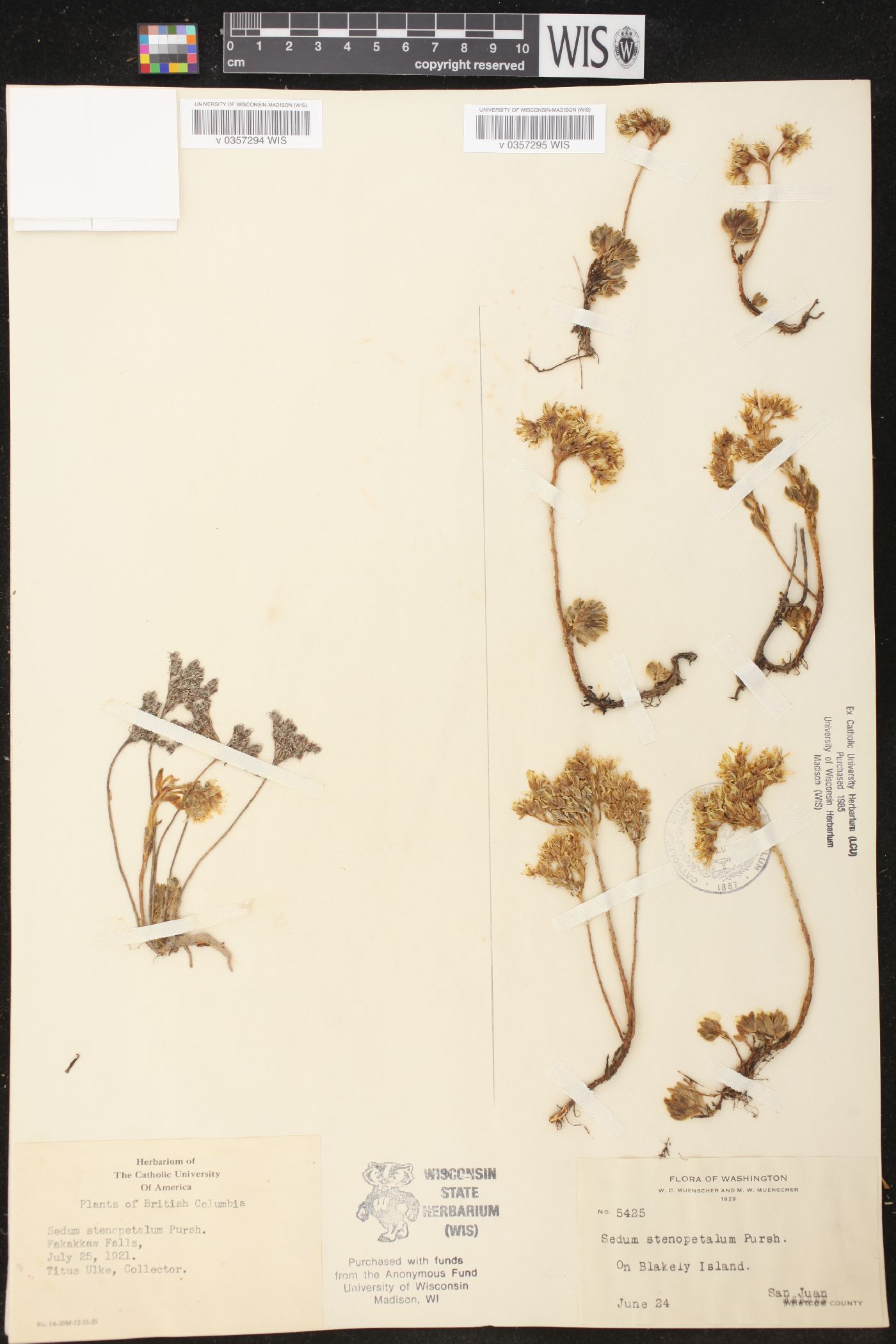 Sedum stenopetalum image