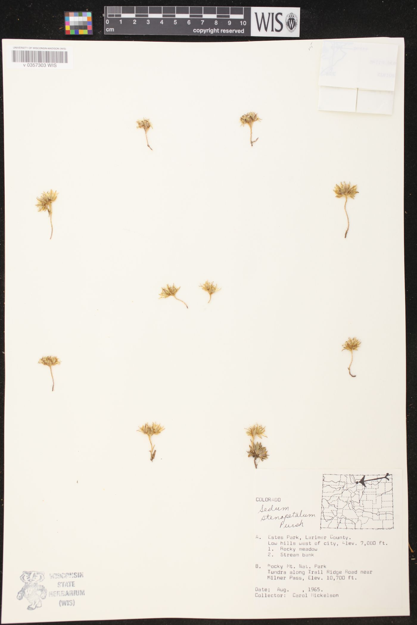 Sedum stenopetalum image