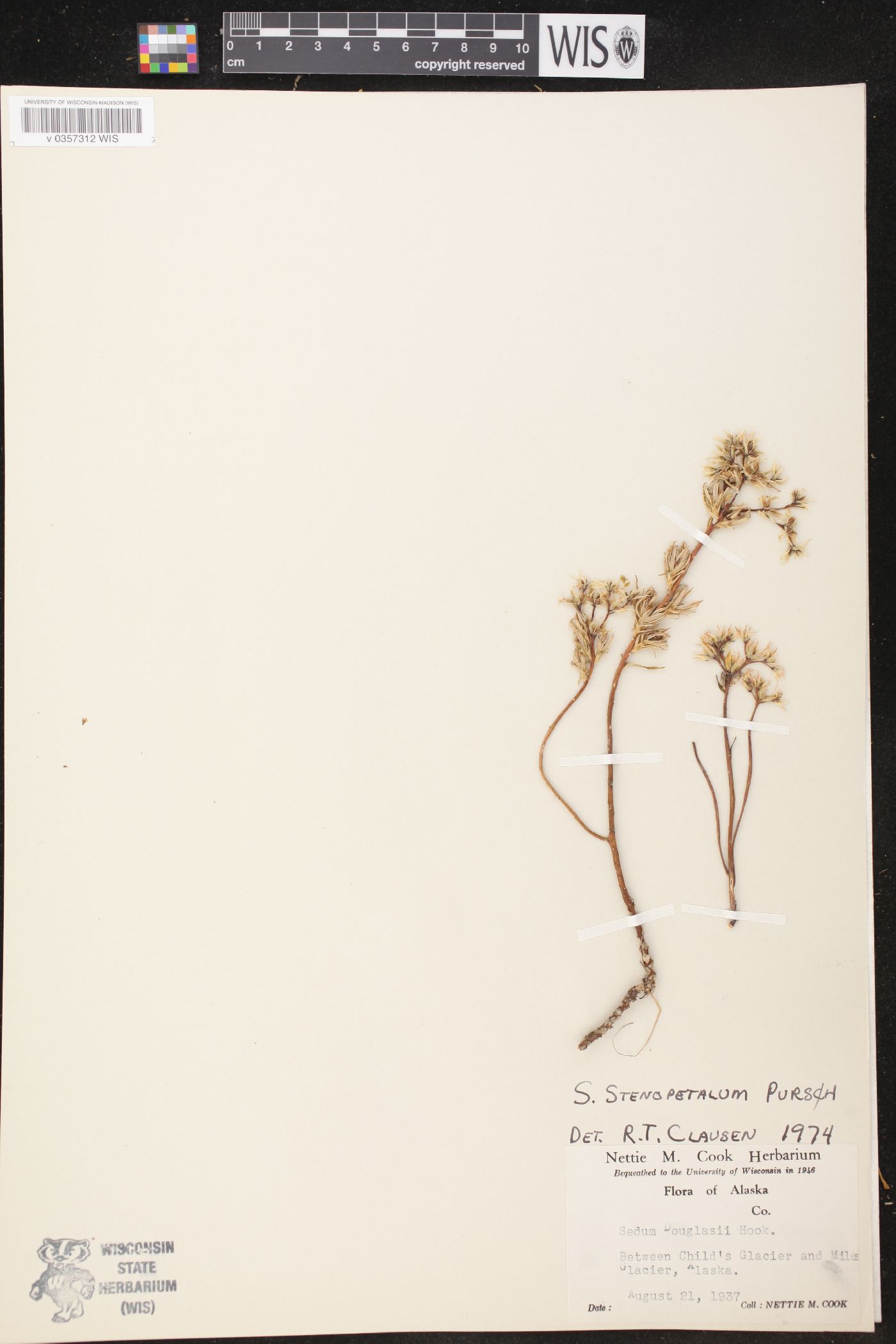 Sedum stenopetalum image