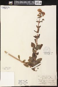 Sedum telephium image