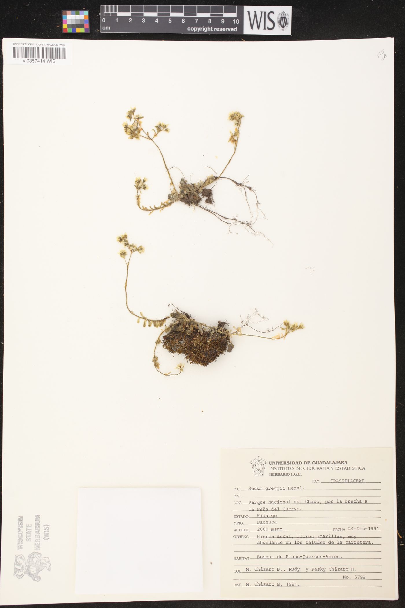 Sedum greggii image